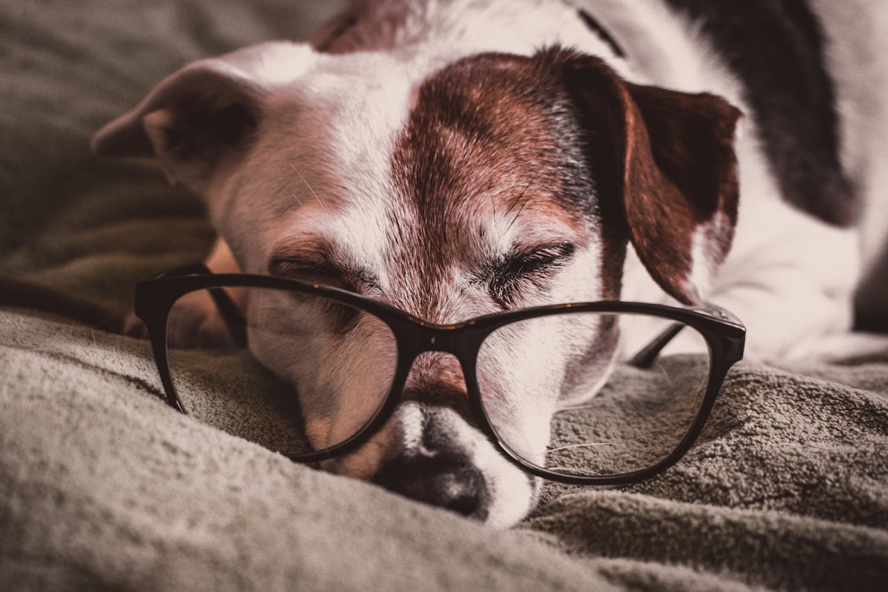 Fotó: Lisa Fotios (Pexels.com)